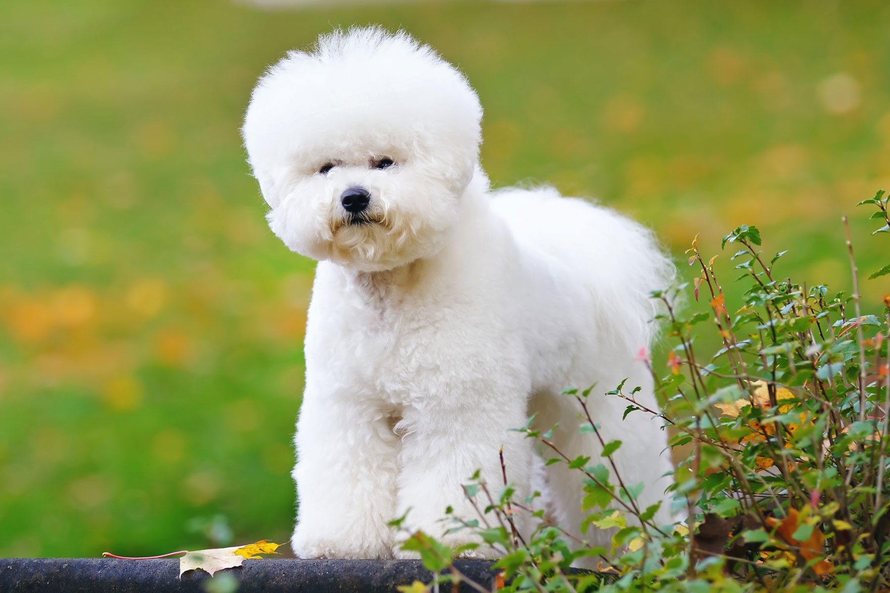14 Teddy Bear Dogs That Are Undeniably Adorable
