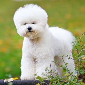 Bichon Frise dog with a stylish haircut staying outdoors