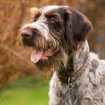 German Wirehaired pointer dog portrait close up