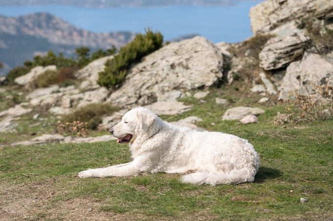 Kuvasz Dog on a mountain in Corsica -