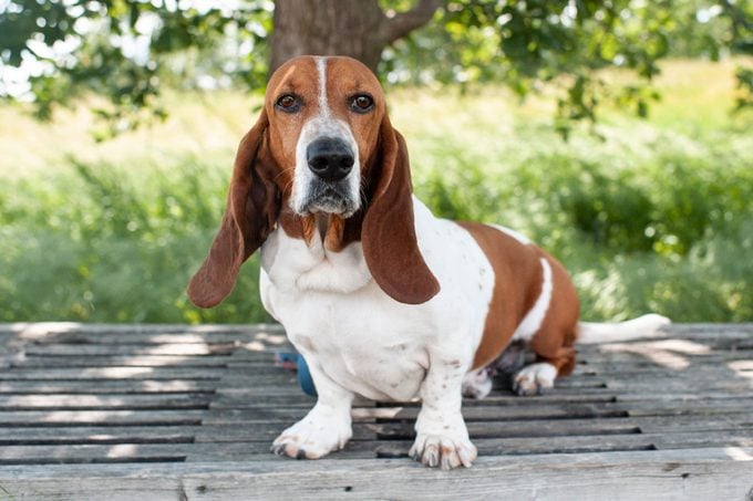 Basset Hound dog sits on a bench in a local park