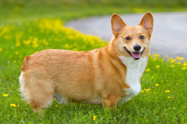  Corgi dog in a country field of summer wildflowers