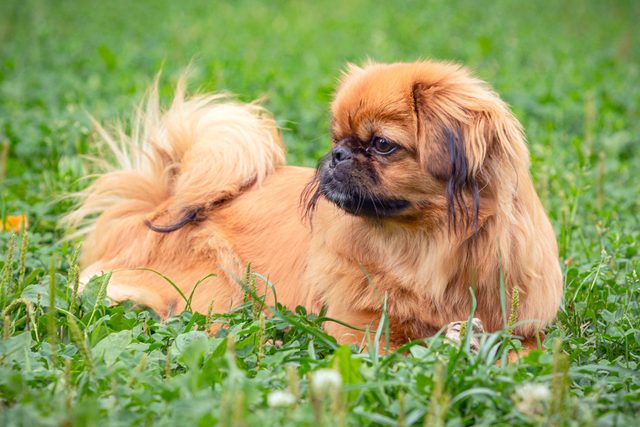 Pekingese laying in the grass field