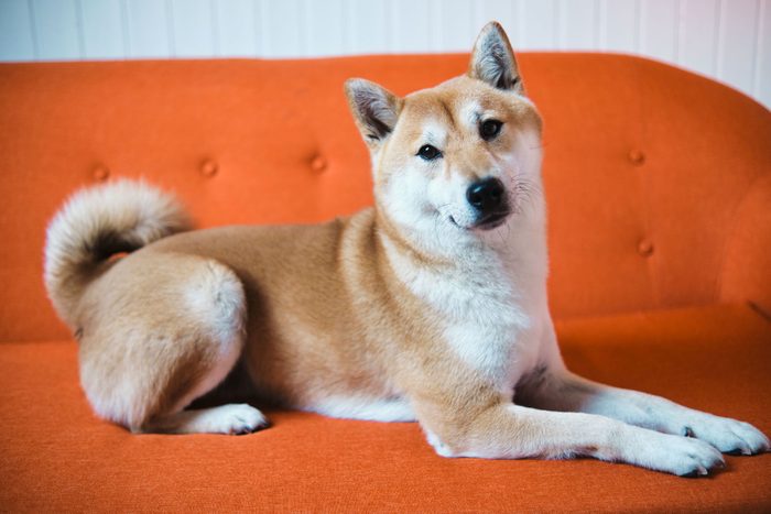 Charming purebred Shiba Inu lying calmly on bright orange couch 