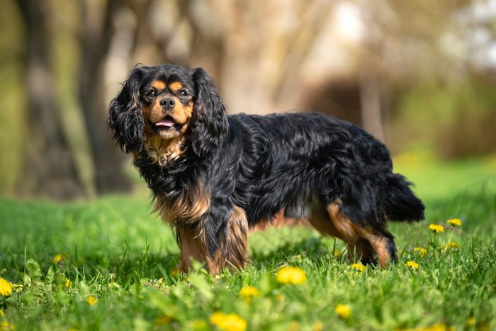 Cavalier King Charles Spaniel stands on the grass with a blooming dandelion