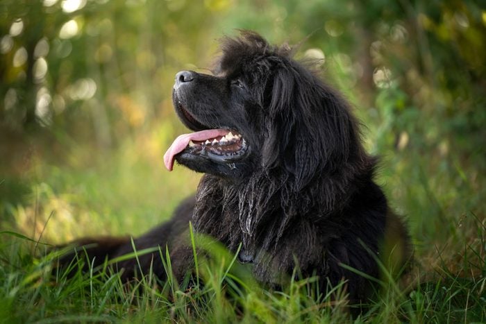 Portrait of a Newfoundland dog