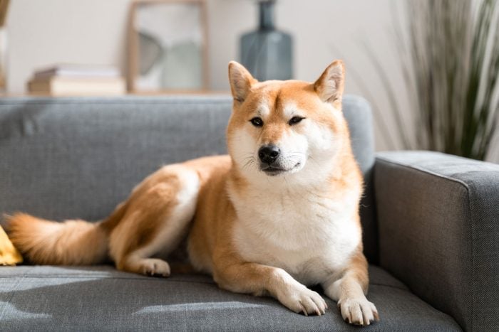 Beautiful shiba inu dog taking a rest on living room sofa