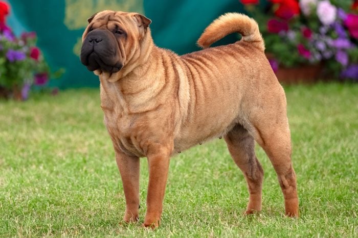 Chinese Shar-Pei dog,standing on grass flowers behind