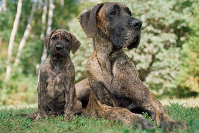 Great Dane Puppy with Mother