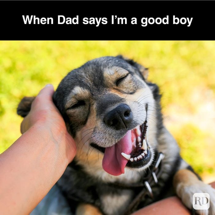 40 Smiling Dog Memes That Will Make Everything Better On A Bad Day