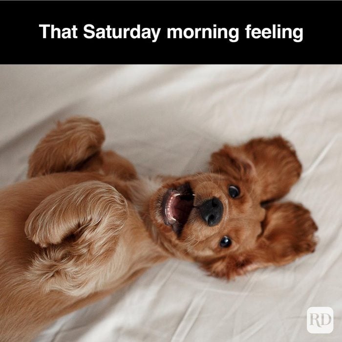 40 Smiling Dog Memes That Will Make Everything Better On A Bad Day