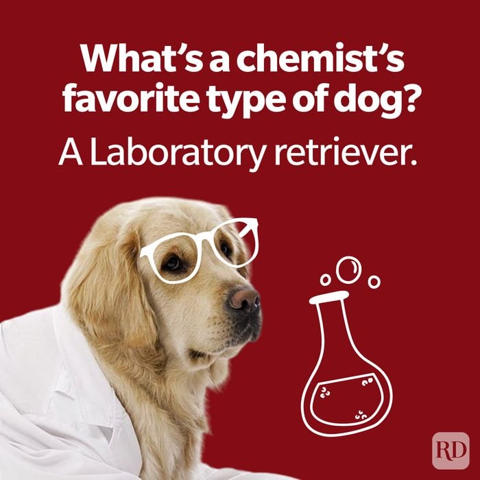 Chemistry Jokes And Puns Every Science Nerd Will Appreciate "What's a chemist's favourite type of dog? A laboratory retriever" with image of scientist dog