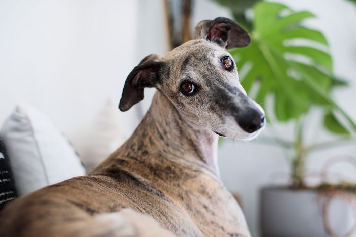 Greyhound dog sitting at home