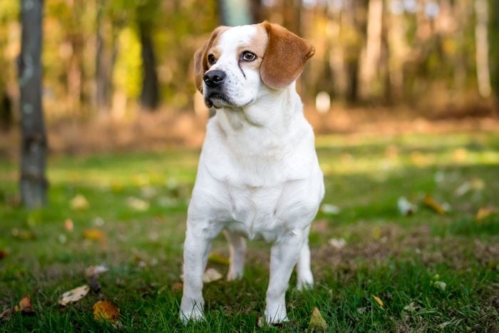 A Beagle X English Springer Spaniel Mixed Breed Dog With Tear Stains On Its Face