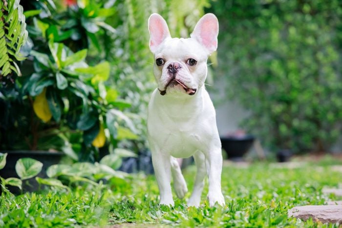 A Happy French Bulldog Is Playing And Walking In The Garden In The Morning