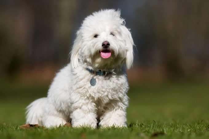 A Purebred Coton De Tulear Dog Without Leash Outdoors In The Nature On A Sunny Day