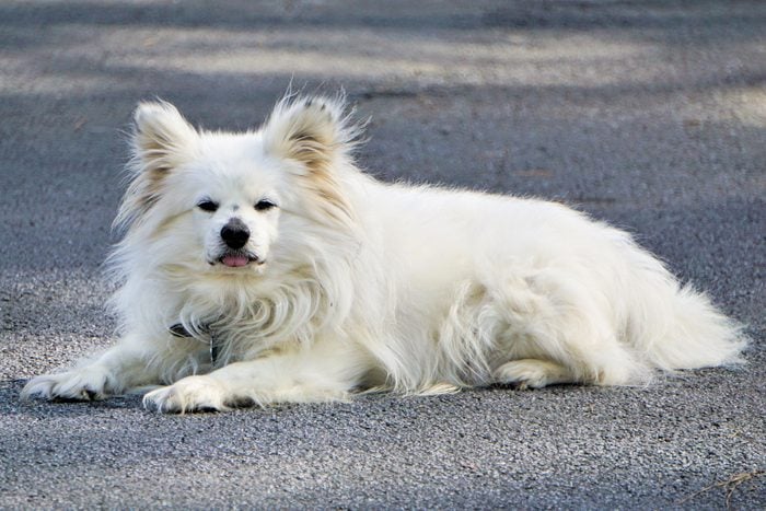 A White Male Maltipom Maltese And Pomeranian Crossing Laying On The Road Enjoy Relaxing