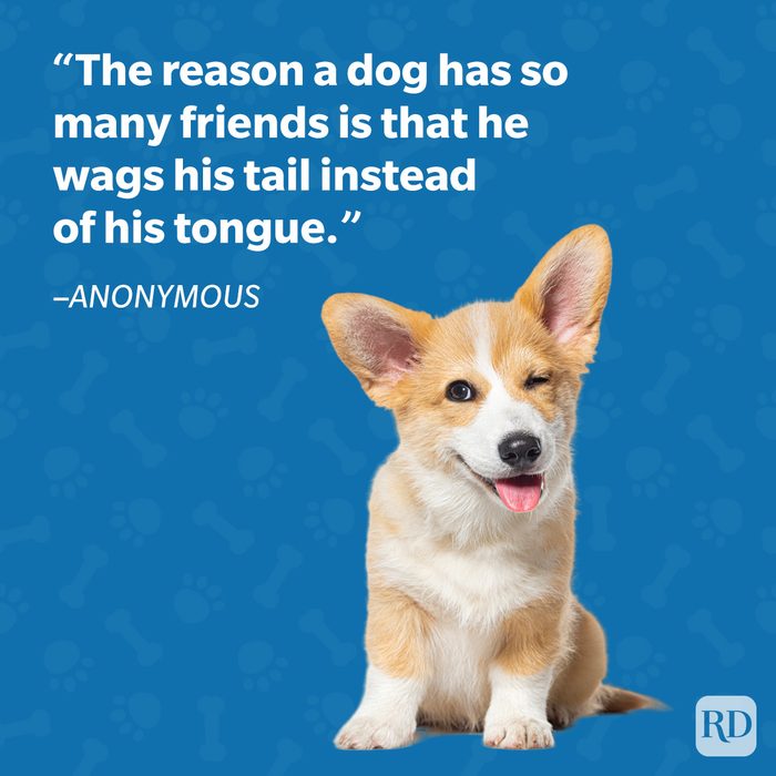 Anonymous Dog Quote 35 Graphic