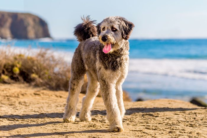 Aussiedoodle Playing On Beach