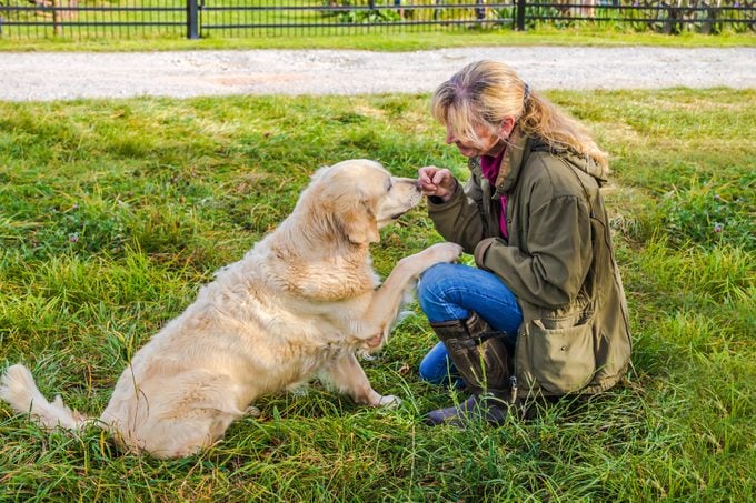 Beige Senior Golden Retriever Gives Paw To Her Female Owner