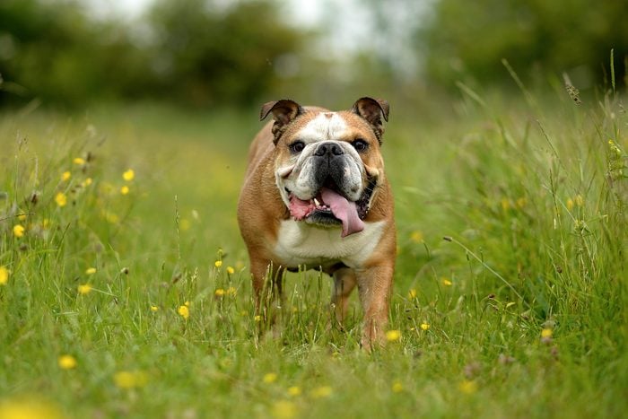 Bulldogs Gettyimages 664652375