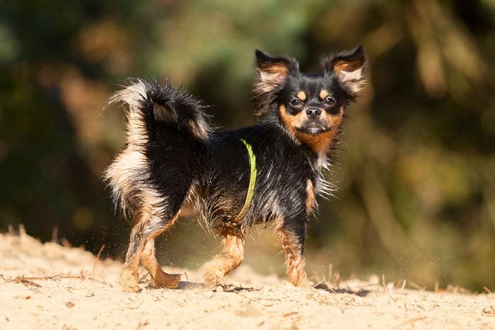 Chihuahua Cavalier King Charles Spaniel Mix Walking On Yellow Sand Looking Up