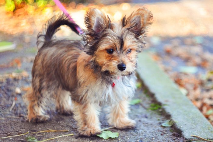 Chorkie Puppy Out For A Walk