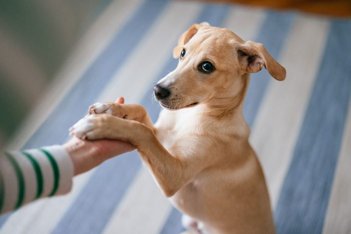 Close Up Photo Of Woman Hand Holding Dog Paw At Home