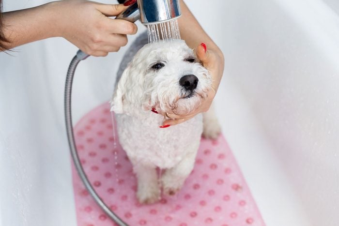 Close Up Of A Bichon Frise Dog Getting Bath With Hand Held Shower Head
