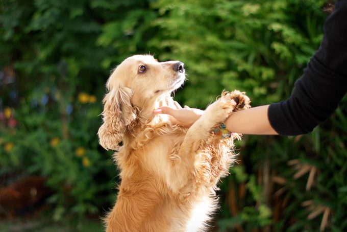 Cocker Spaniel And Owner's Hand Dog Asking Owner To Keep Petting