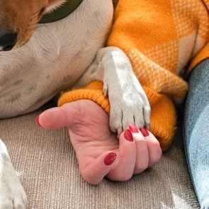 Cropped Shot Of Young Woman Holding Hands With Her African Basenji Dog. Young Doggy Lying On The Couch Together A Female Owner In Yellow Sweater