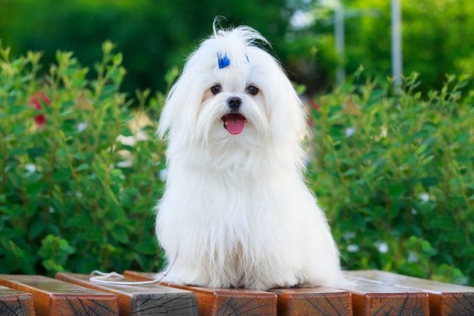 Cute Dog Breed Maltese Is Sitting On A Pedestal In The Park