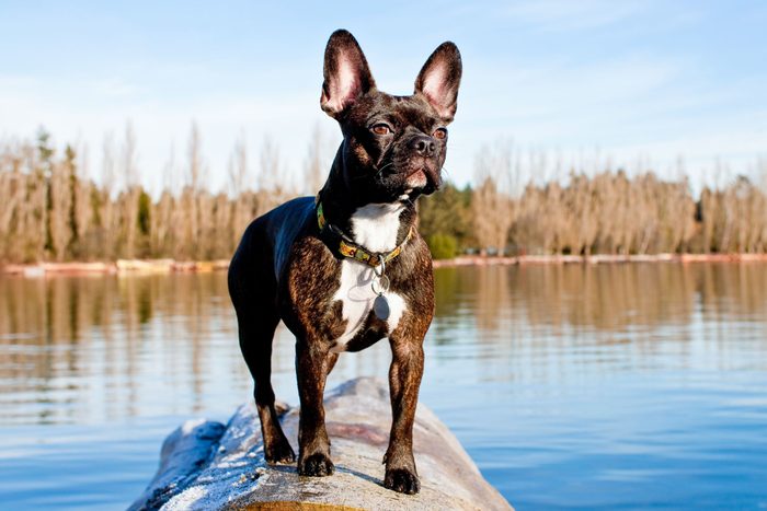 Frenchton Boston Terrier And French Bulldog Cross Standing On The Log On The River Bank