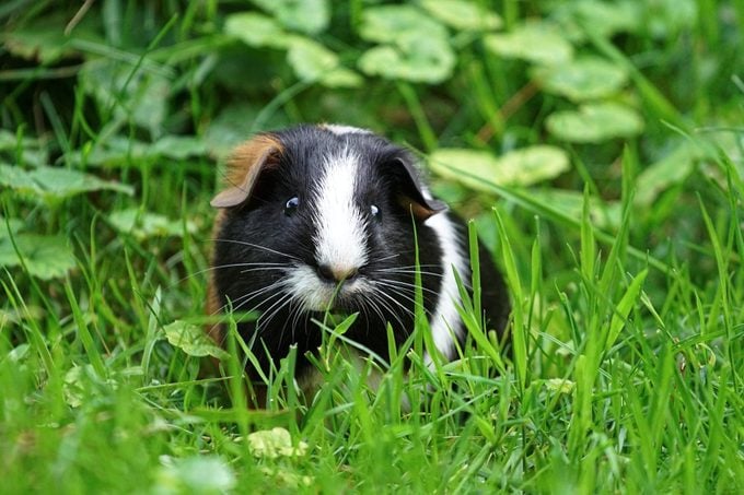 three colored guinea pig, feeding in the grass