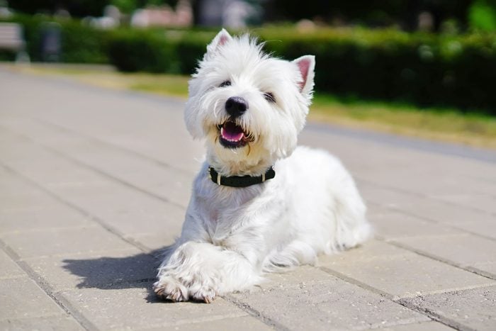Happy West Highland White Terrier dog lying outdoors on tiles with its paws crossed in a city park in summer