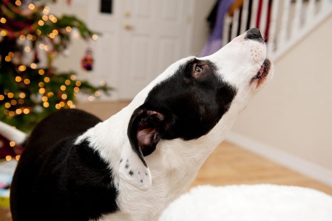 black and white dog howling in a living room
