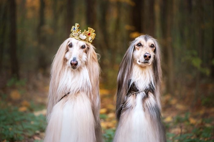 two afghan hounds in the woods and one is wearing a crown