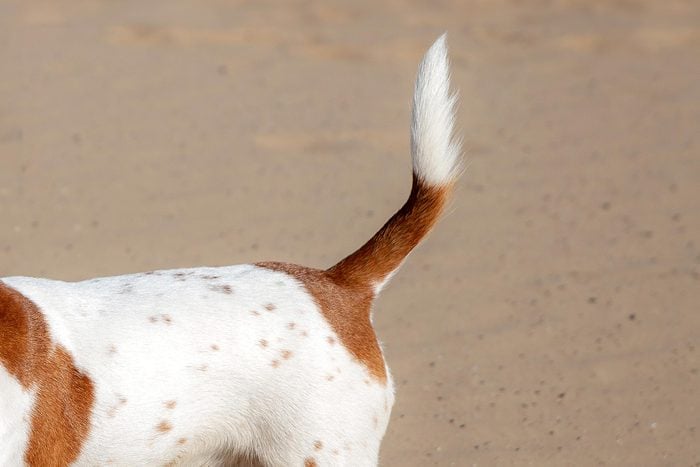 tan and white dog tail on beach