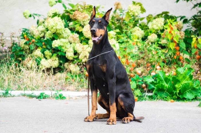 Dog Elite Breed Doberman Sitting On The Footpath In The Park A Background Of Bushes