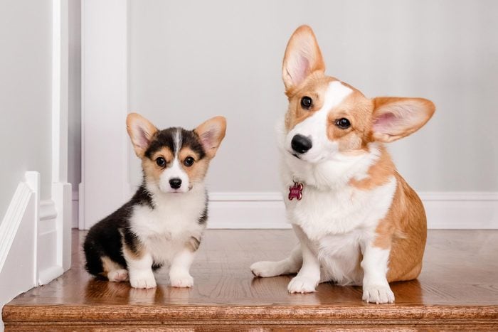 cute corgi dog and puppy