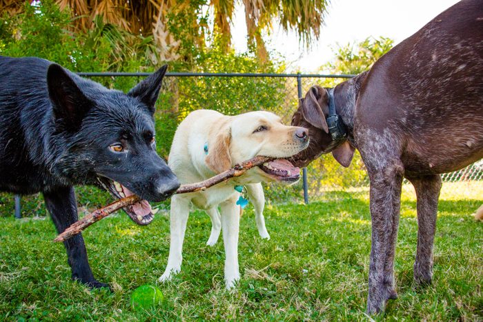 Three dogs chewing on a stick, Fort de soto, Florida, United States