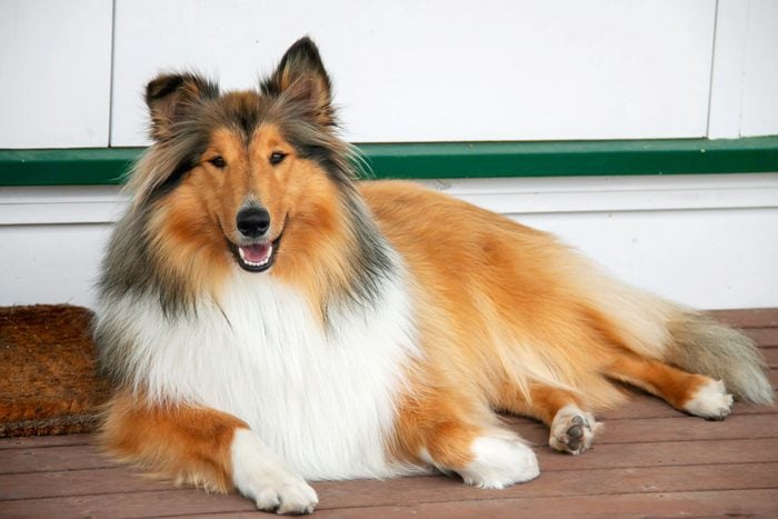 cute collie dog laying on a front porch