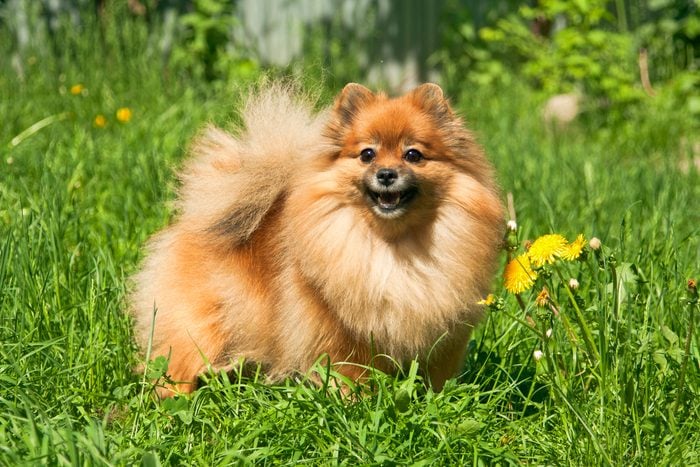 Cute Pomeranian Dog in the grass