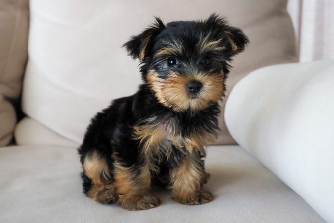 Baby cup of Yorkshire Terrier sitting on a cream sofa.