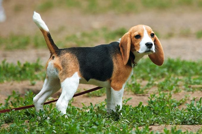 mini teacup beagle outside on leash