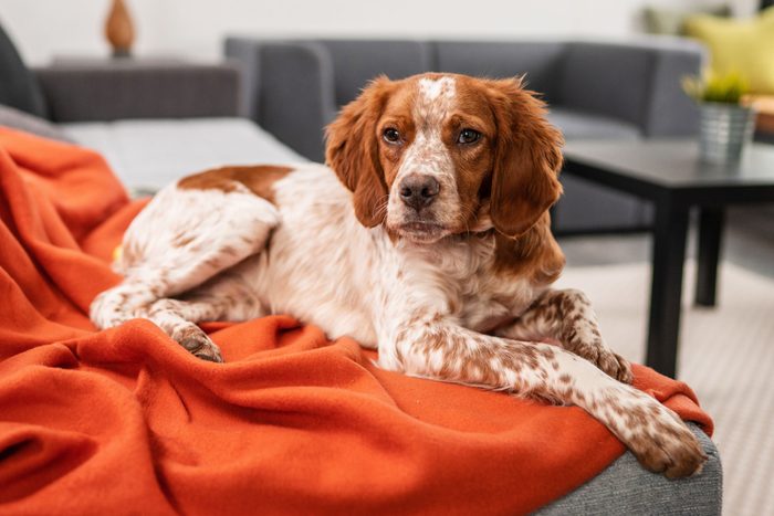 cute brittany spaniel dog on the couch with a red blanket