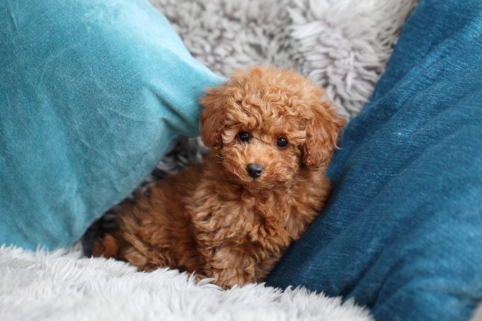 teacup poodle on a couch with blue pillows