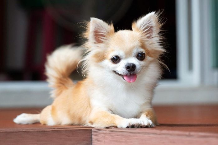 brown chihuahua sitting on floor. small dog in asian house. feeling happy and relax dog.