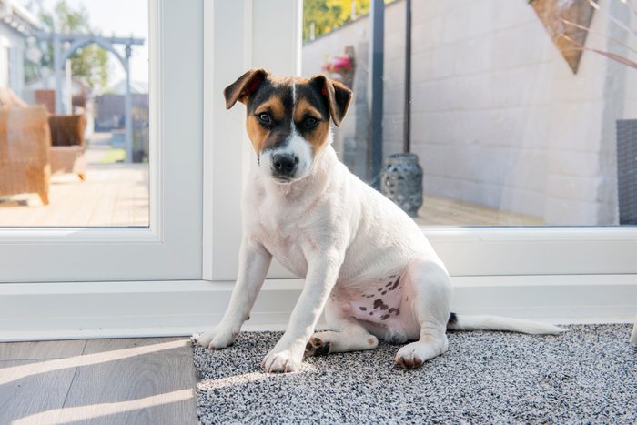 Jack Russell puppy waiting by the door to go outside