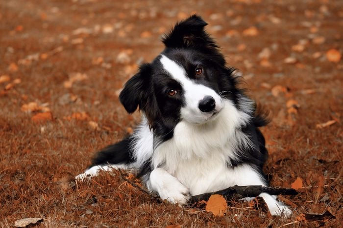Beautiful portrait dog breed Border collie on the brown ground with his stick.